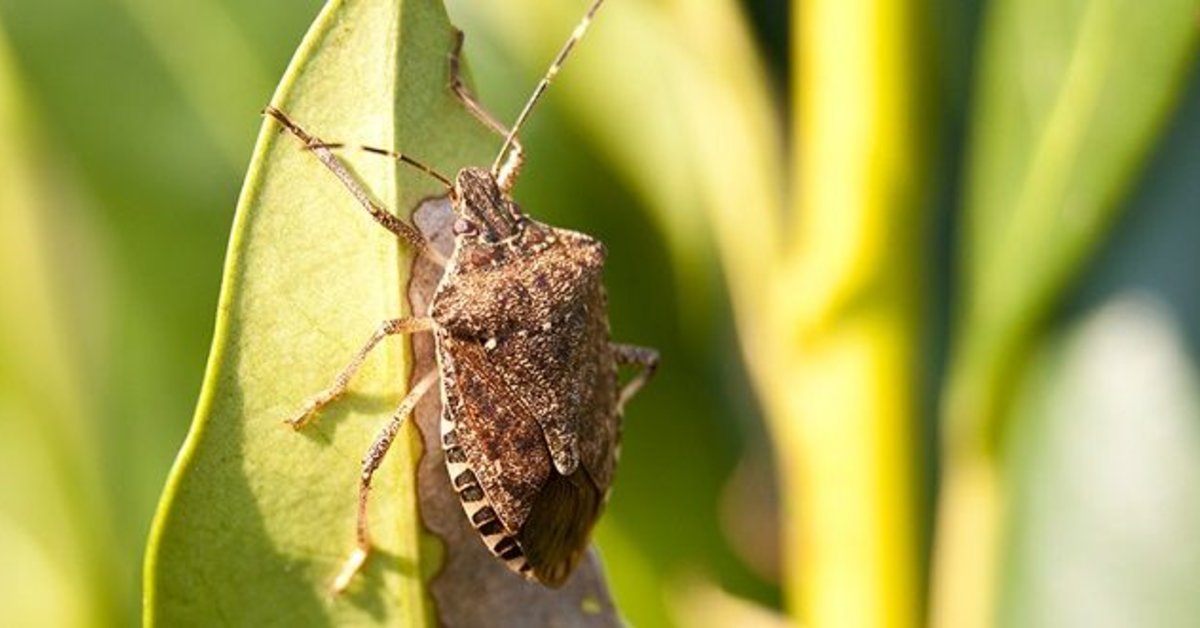 Asian Invasion: Stink Bug in Georgia (2017-12-21) | ReforMeter